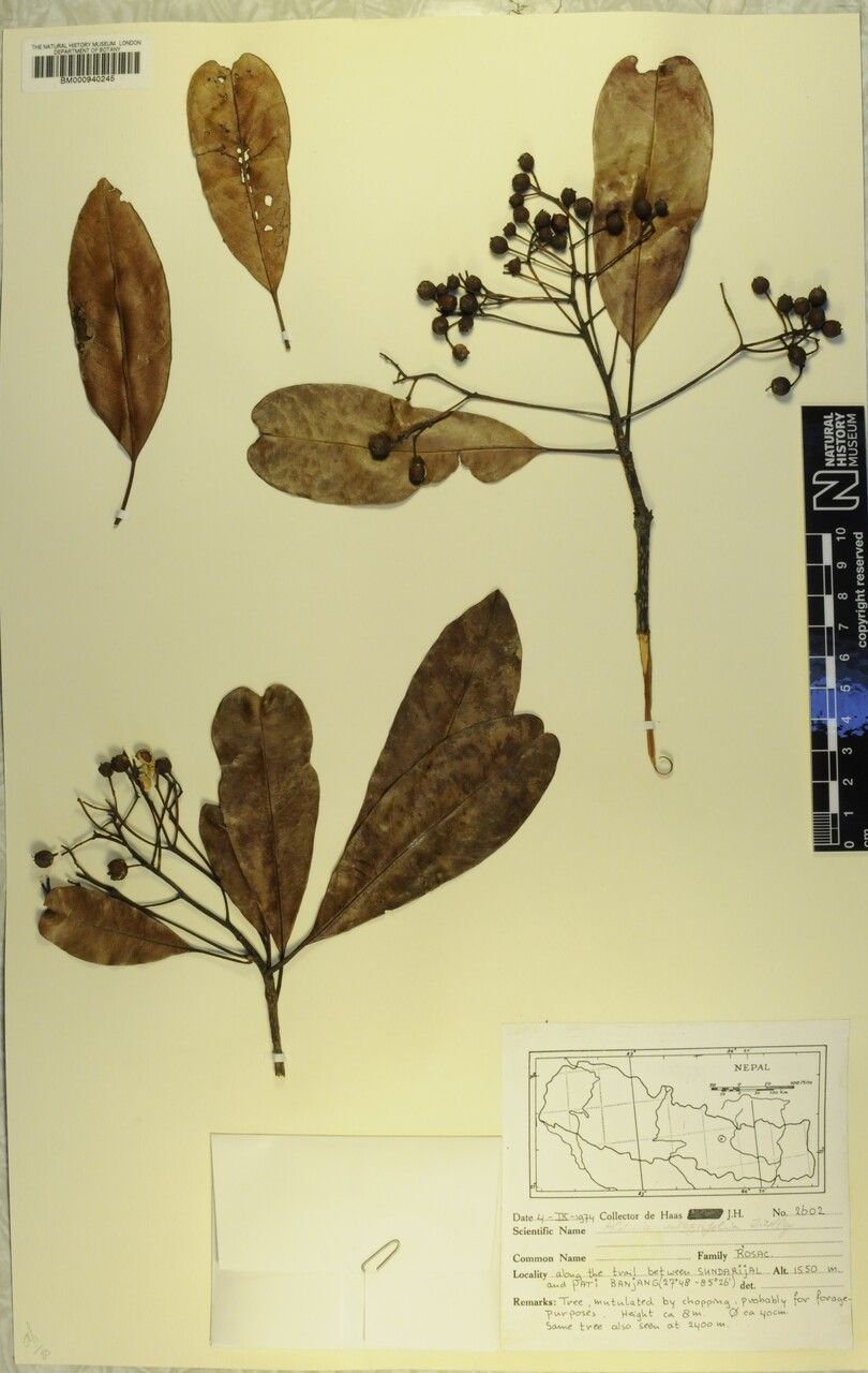 Photinia integrifolia other