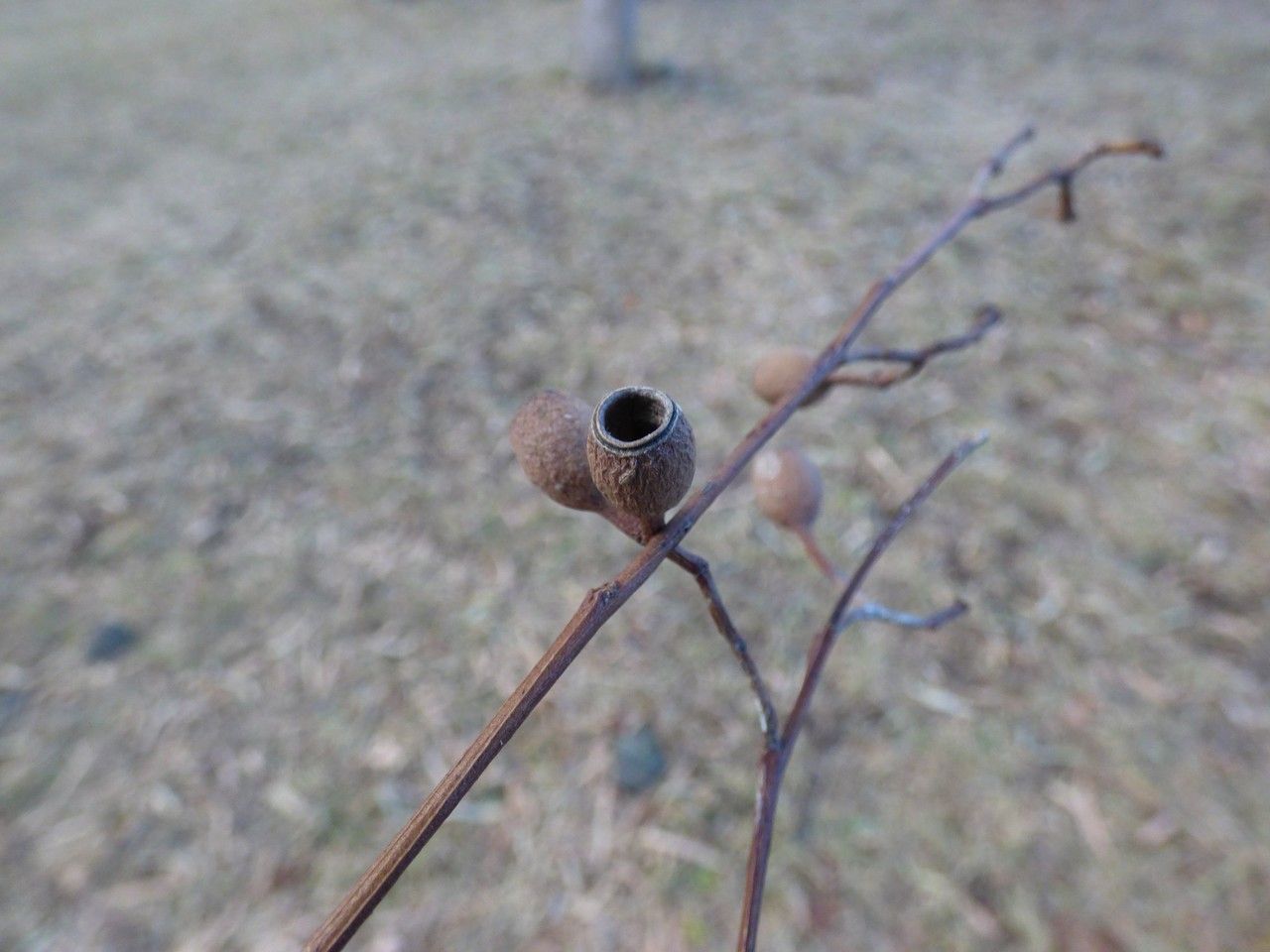 Eucalyptus citriodora fruit