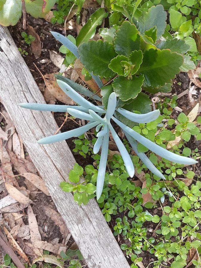 Dudleya densiflora — search result for 'Dudleya'