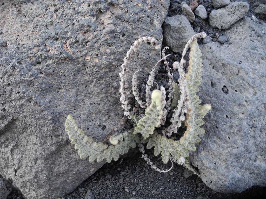 Cosentinia vellea flower