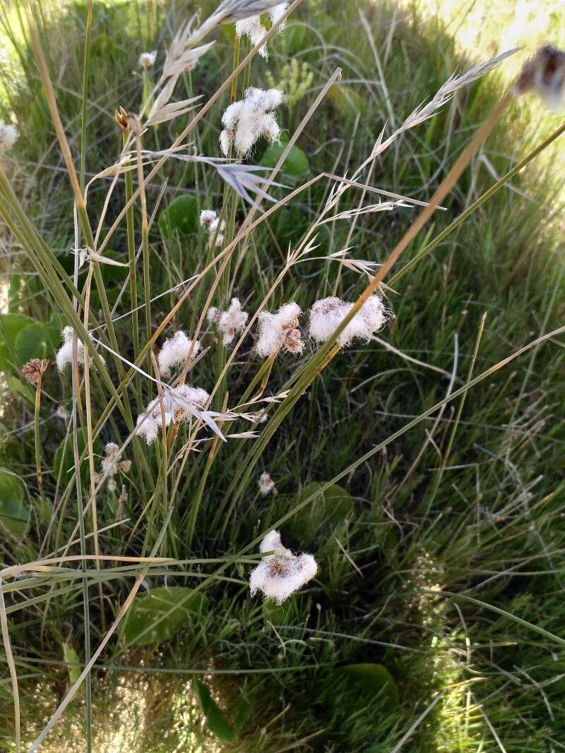 Cyperus trigynus habit