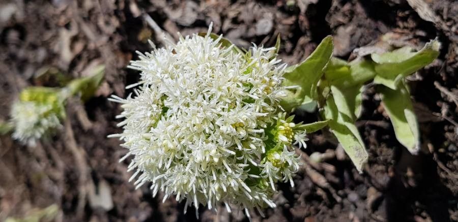 Petasites albus flower