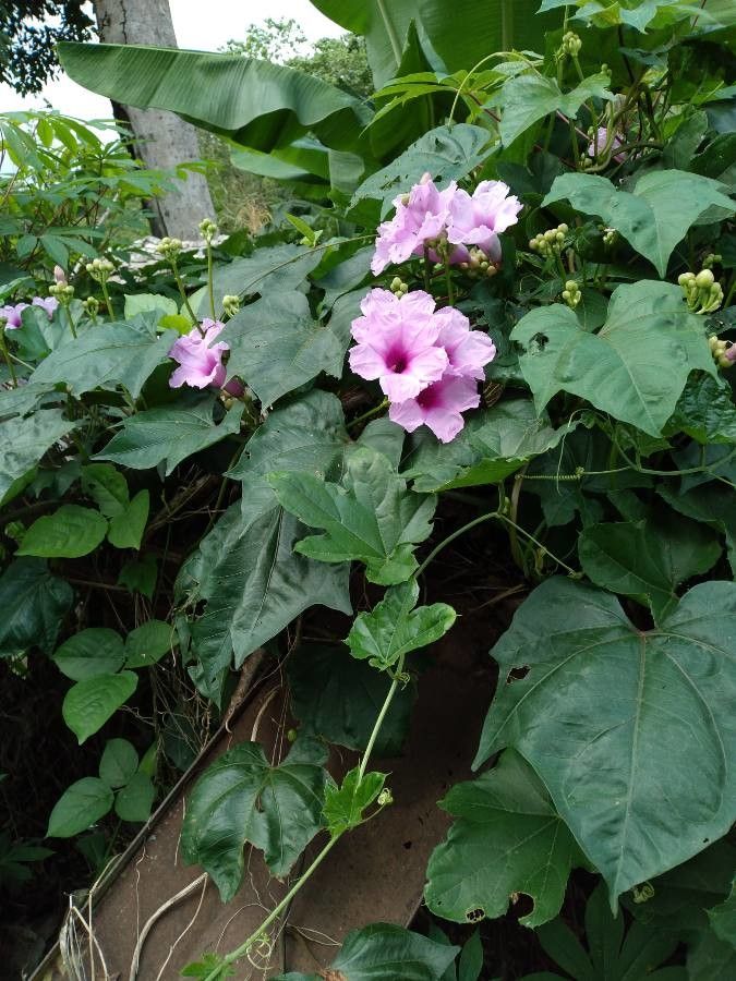 Ipomoea mauritiana leaf