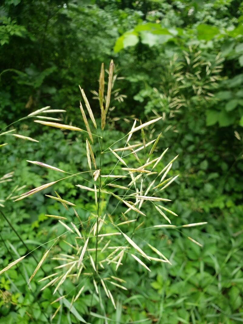 Bromus inermis fruit