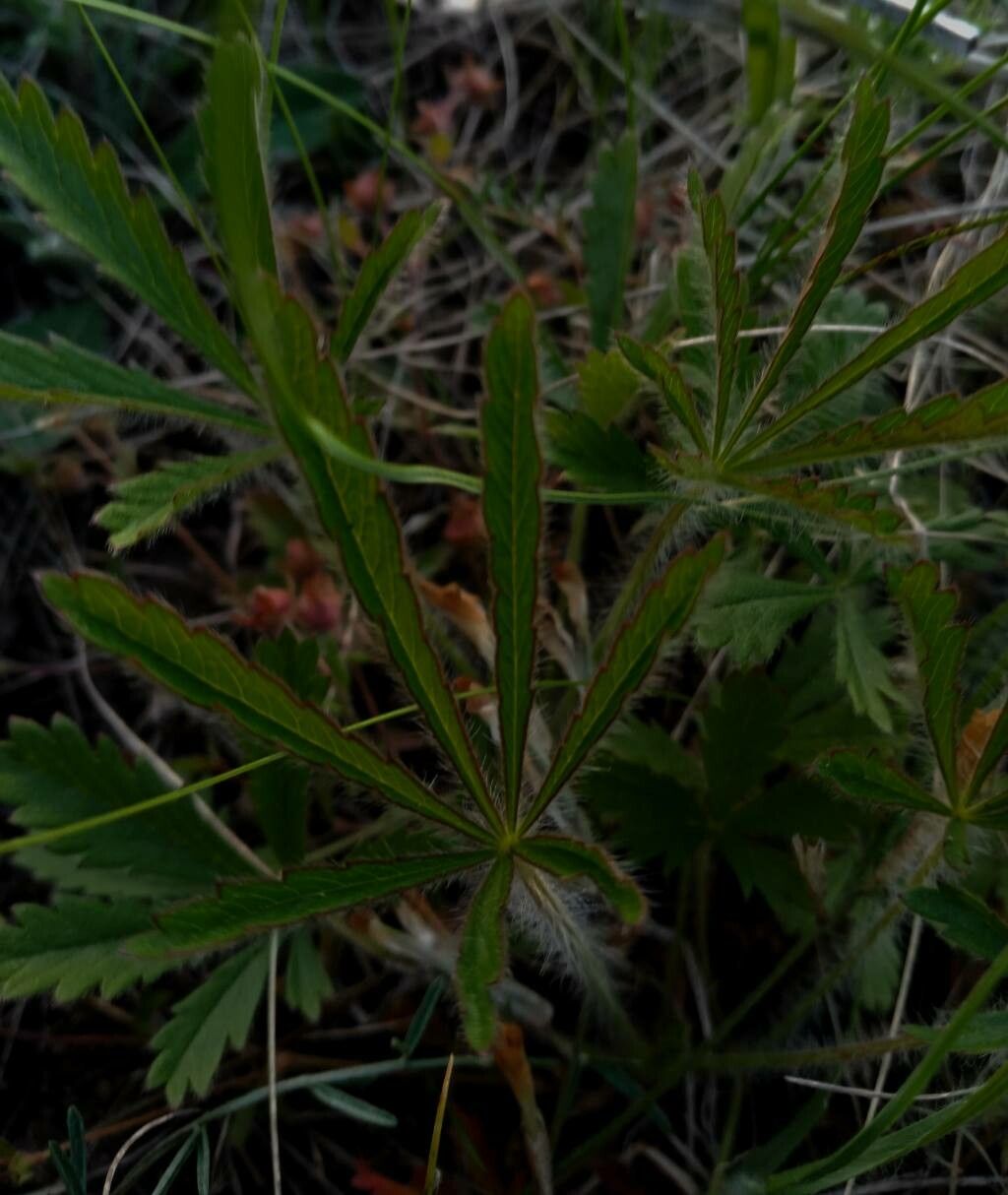 Potentilla heptaphylla — search result for 'Potentilla'