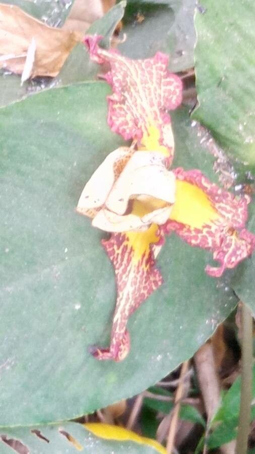 Lepanthes inescata flower