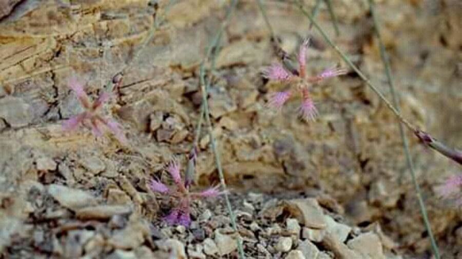 Dianthus libanotis — search result for 'Lebanon'