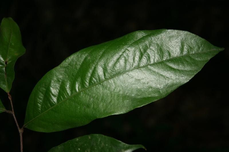 Licania sprucei — houseplant care guide