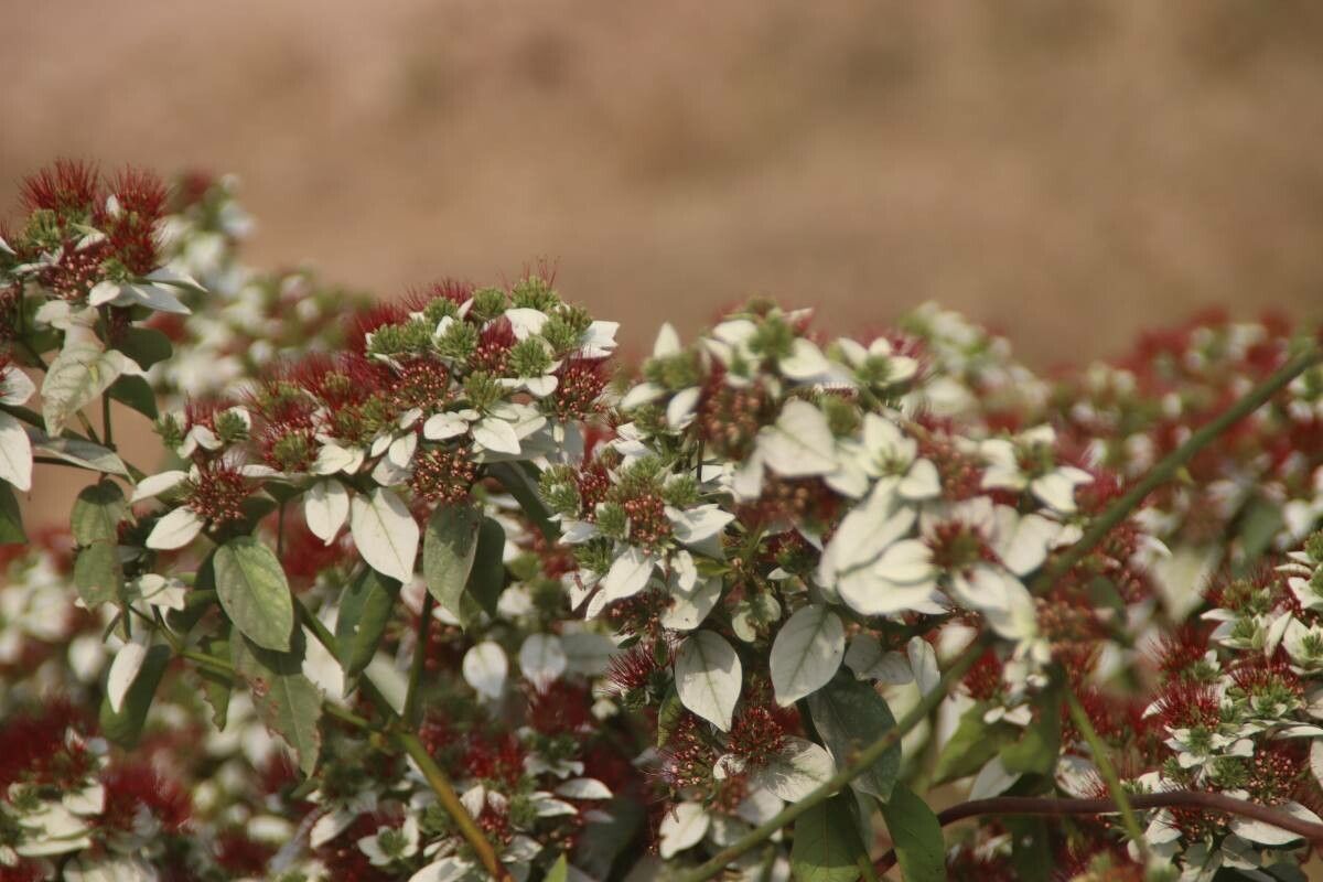 Combretum racemosum flower
