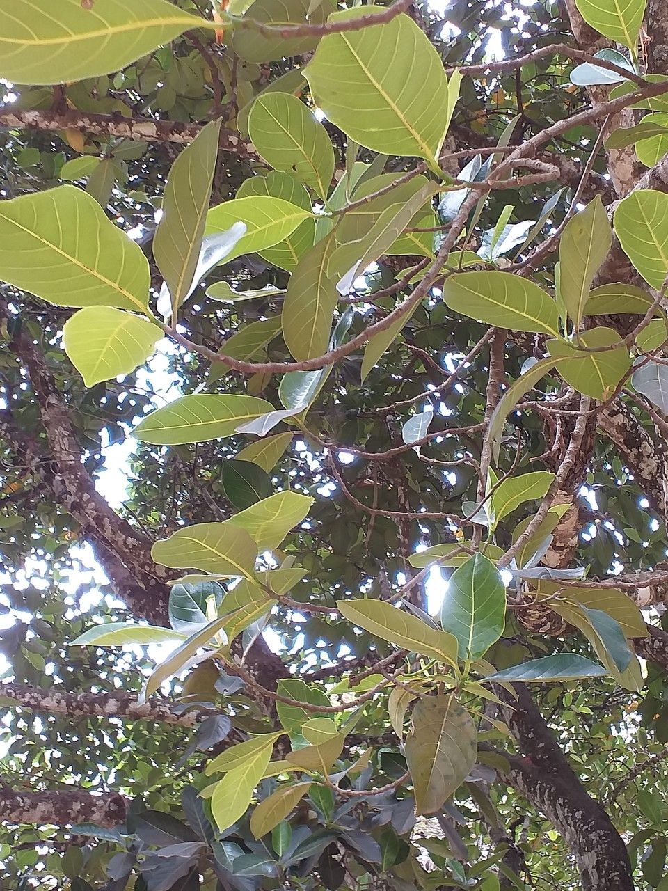 Artocarpus heterophylla — search result for 'Artocarpus'