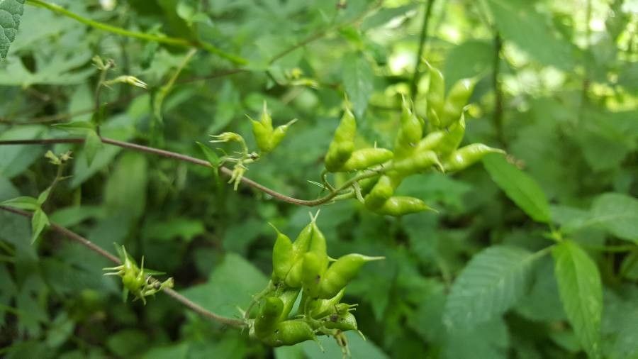 Aconitum lycoctonum fruit