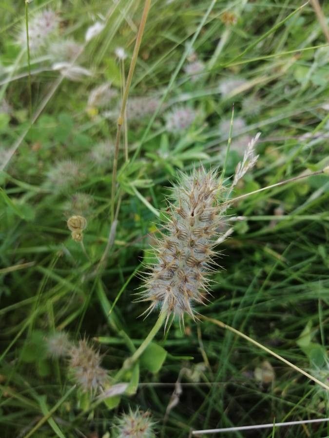 Trifolium angustifolium fruit