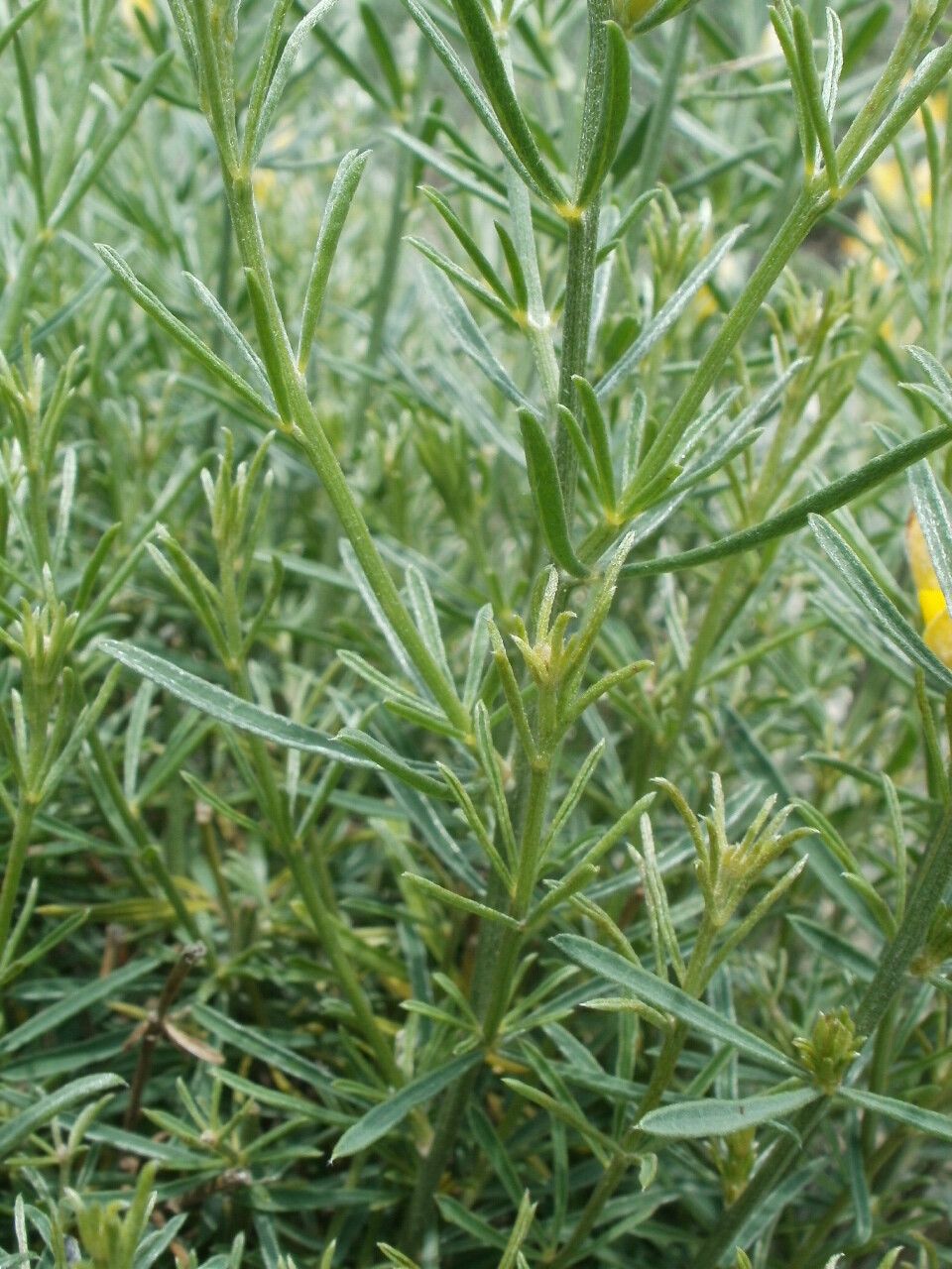 Genista sessilifolia — houseplant care guide