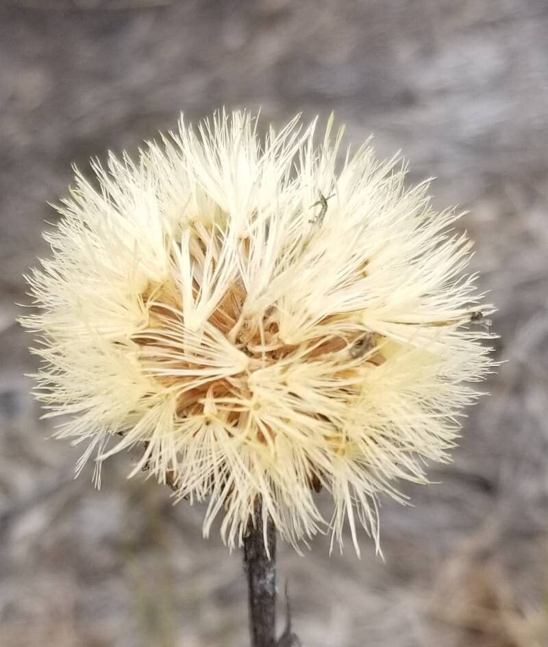 Leucochrysum alpinum fruit