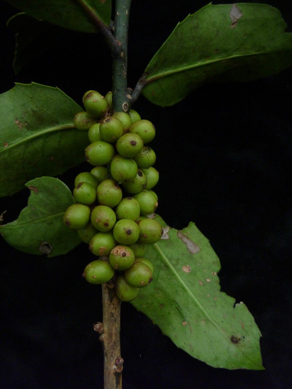 Ilex dipyrena habit