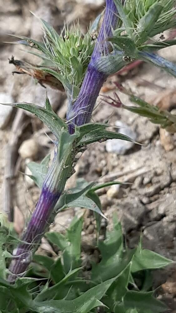 Eryngium dilatatum bark