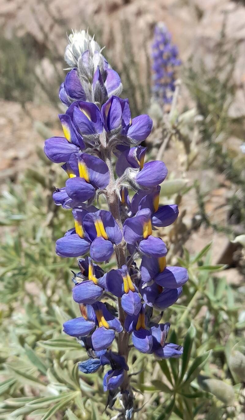 Lupinus ultramontanus flower