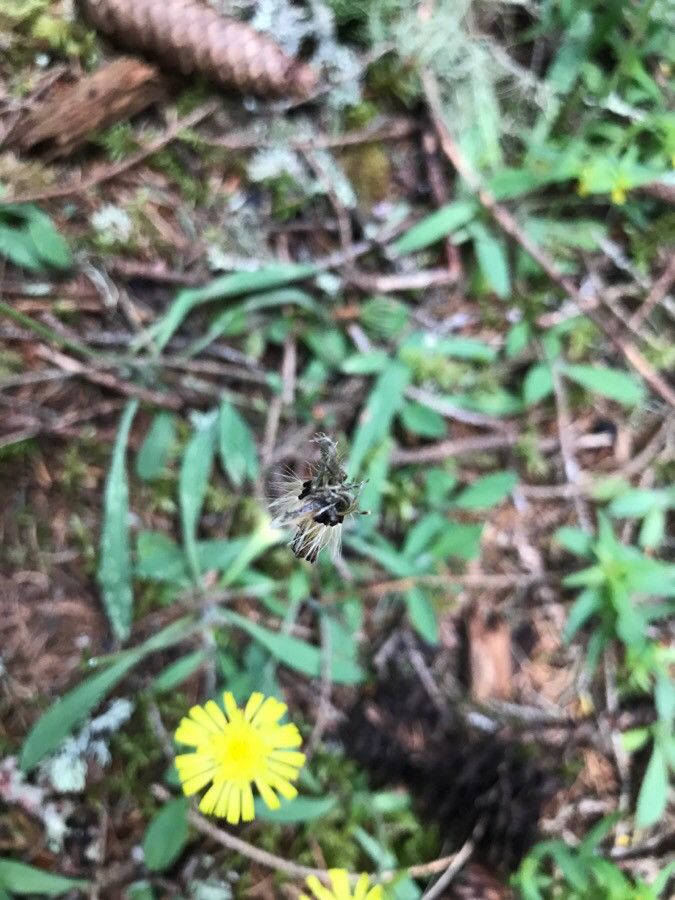 Pilosella officinarum fruit