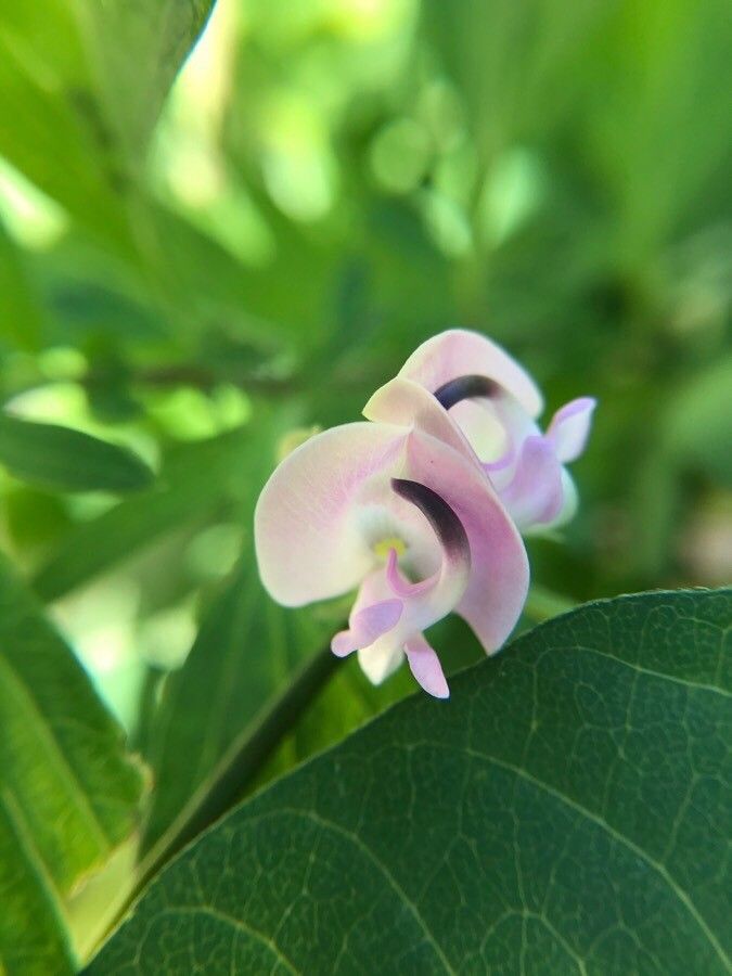 Strophostyles helvula flower
