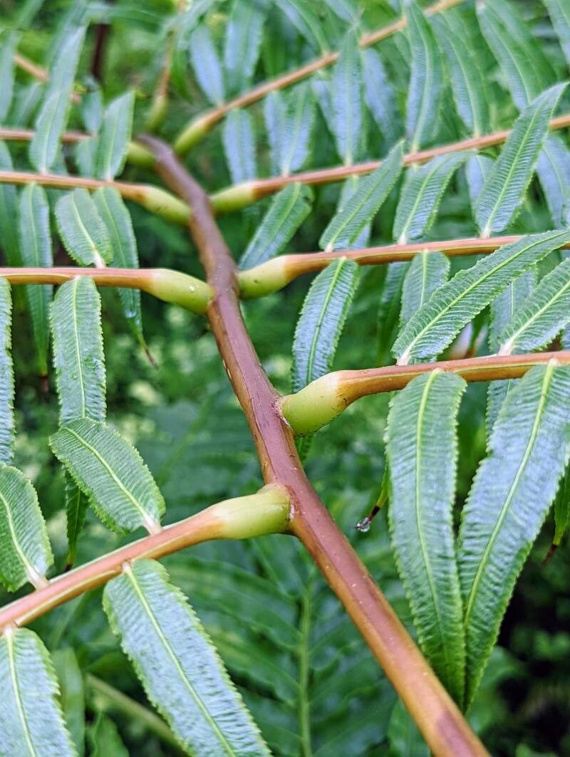 Ptisana fraxinea bark
