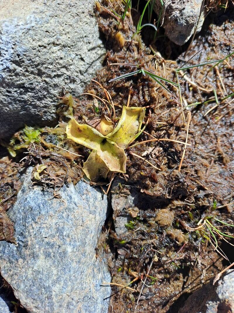 Pinguicula nevadensis — houseplant care guide