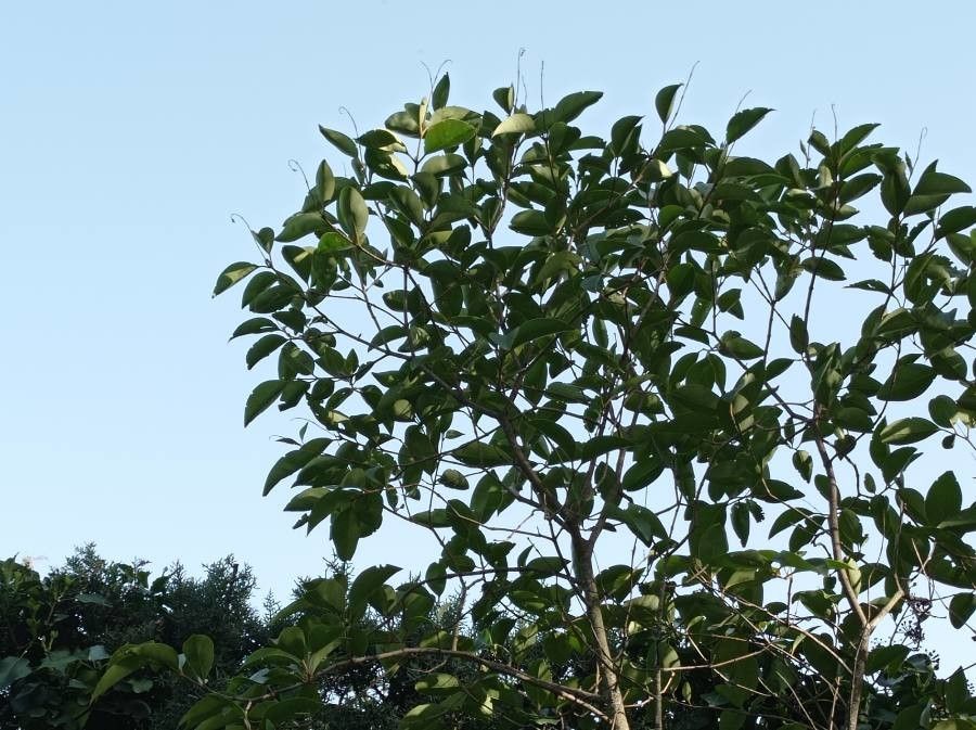 Cordia acutifolia leaf