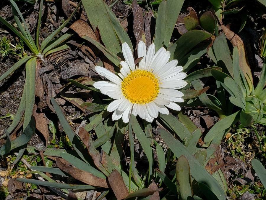Werneria nubigena flower
