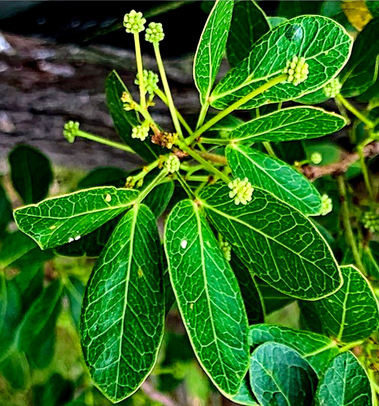 Pithecellobium keyense — related species from the same genus