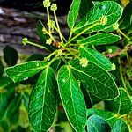 Pithecellobium keyense