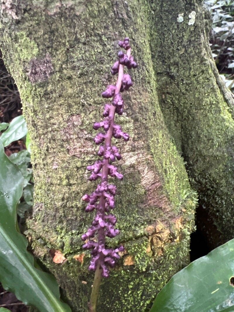 Palisota ambigua flower