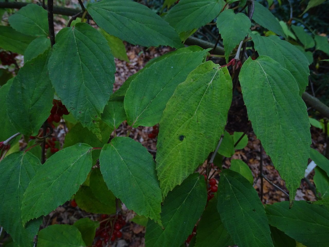 Viburnum setigerum — search result for 'Viburnum'