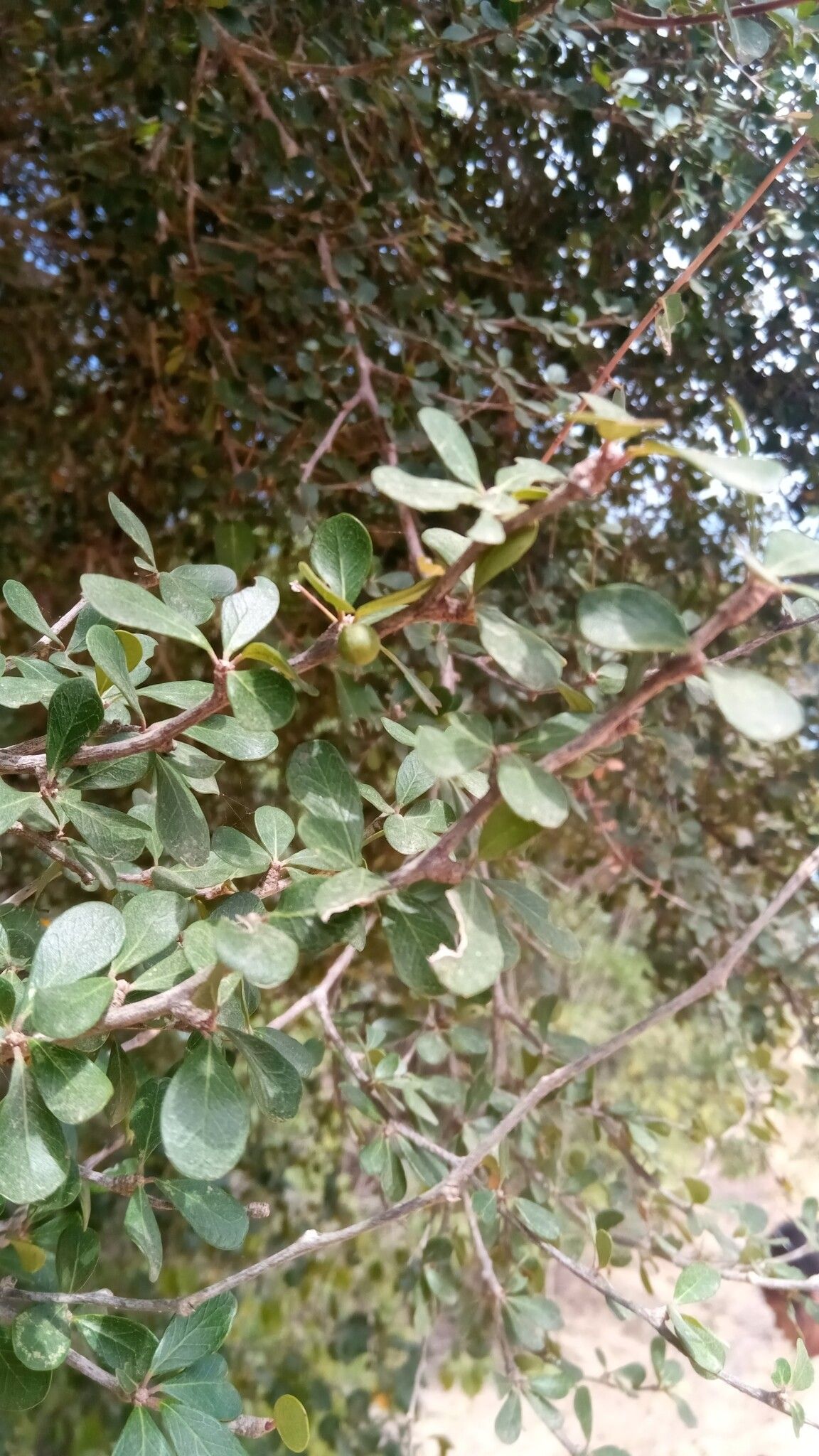 Terminalia ulexoides — search result for 'Terminalia'