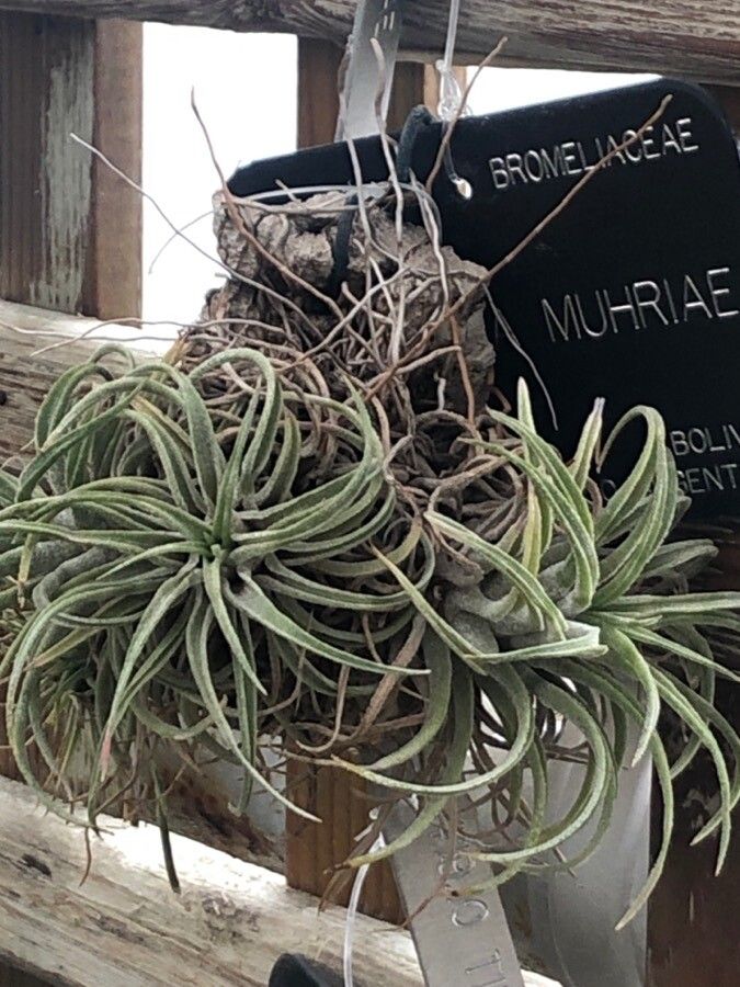 Tillandsia praschekii — houseplant care guide