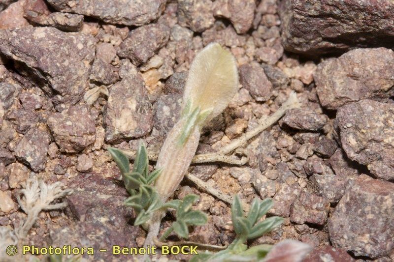 Leobordea tapetiformis habit
