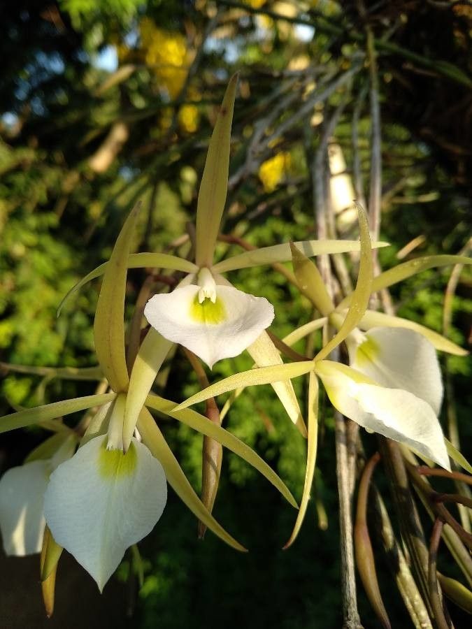 Brassavola perrinii flower