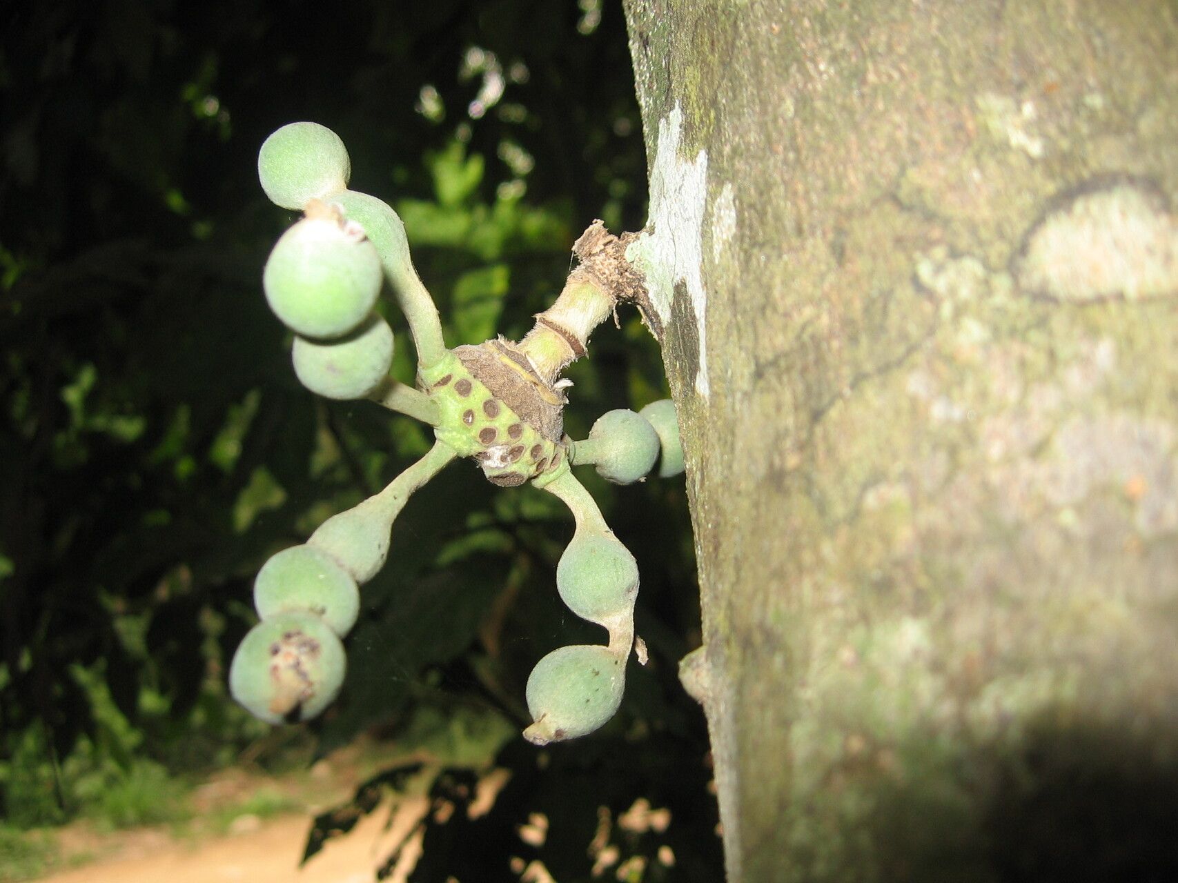 Uvariodendron gorgonis fruit