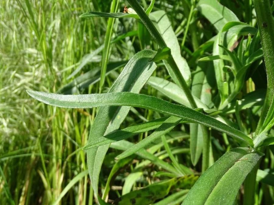 Anchusa ochroleuca — search result for 'Anchusa'