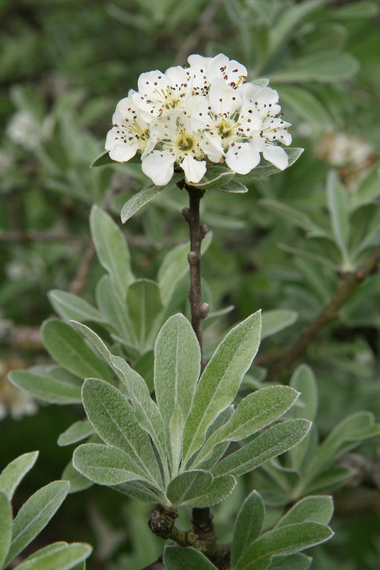 Pyrus elaeagrifolia flower