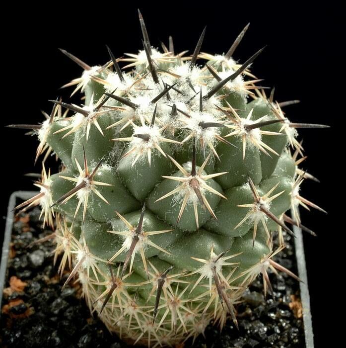 Coryphantha salinensis habit