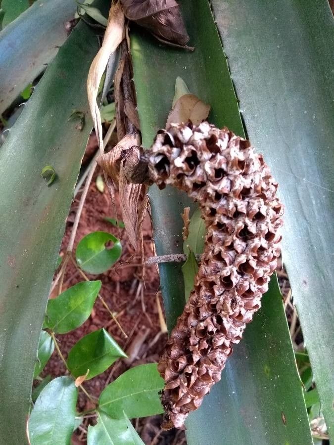 Aechmea bracteata flower
