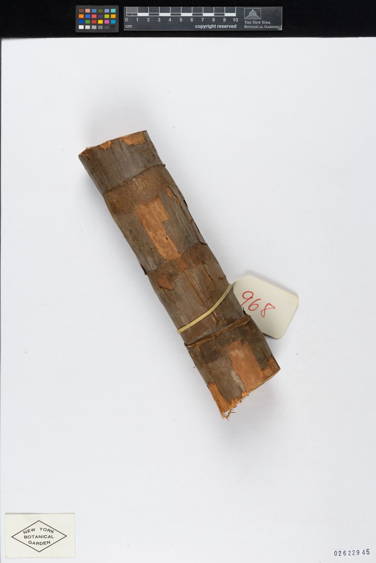 Oenocarpus minor bark