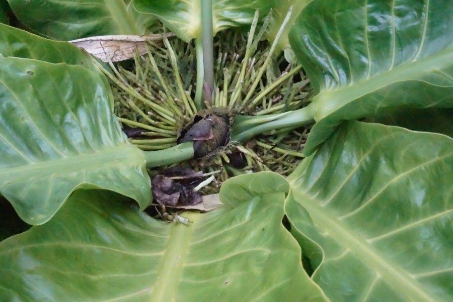 Anthurium salvinii — search result for 'Anthurium'