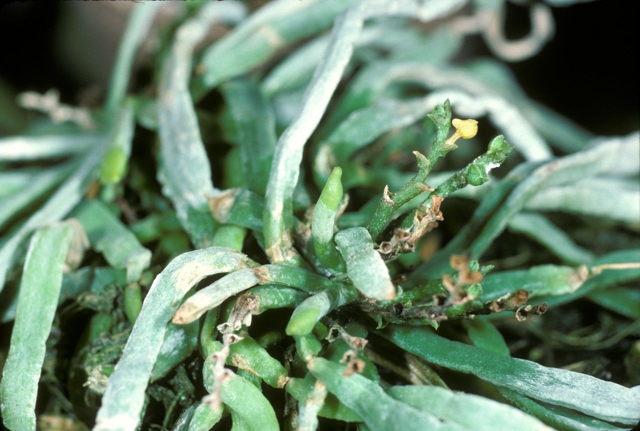 Taeniophyllum fasciola — related species from the same genus