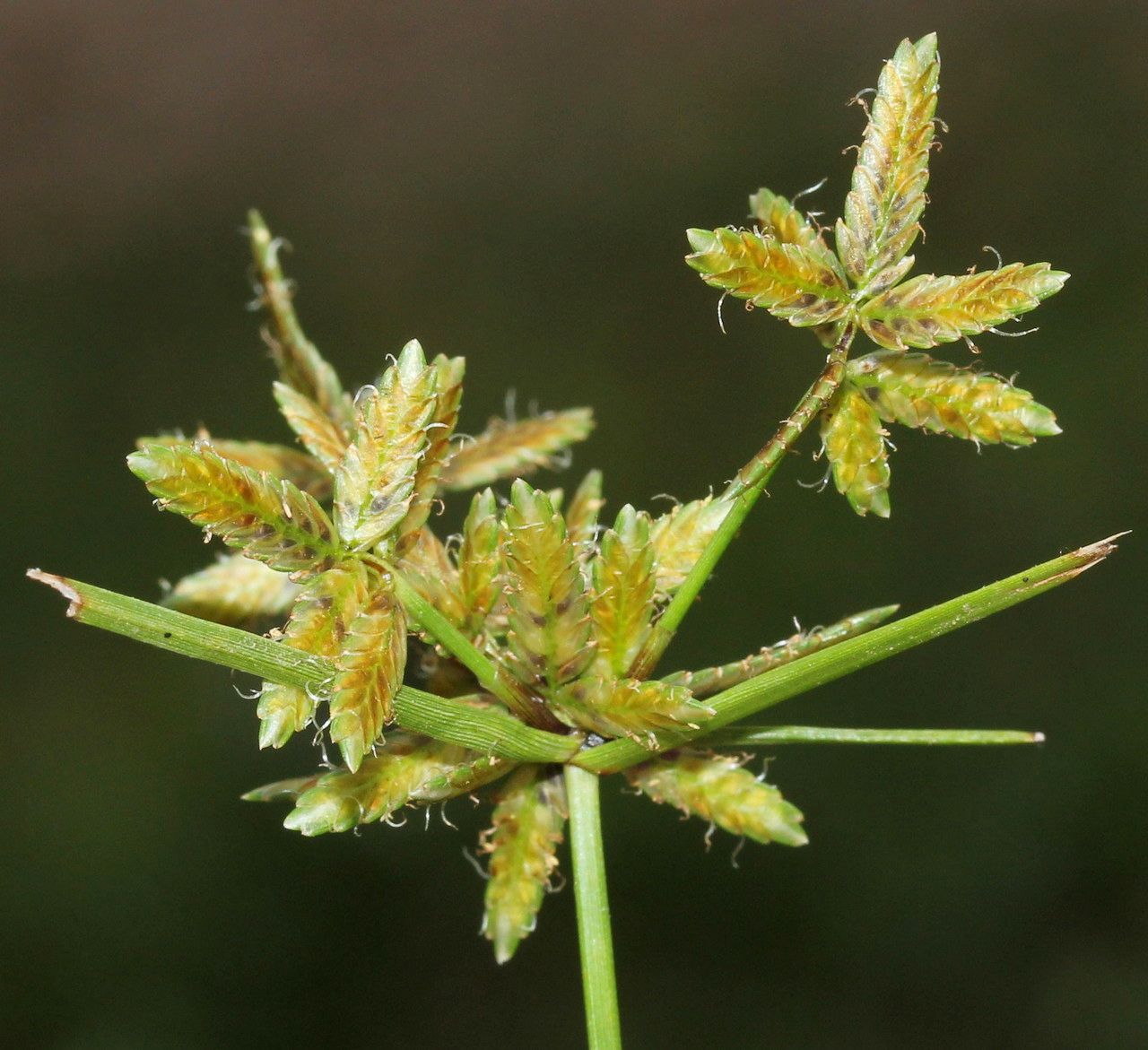 Cyperus flavescens fruit