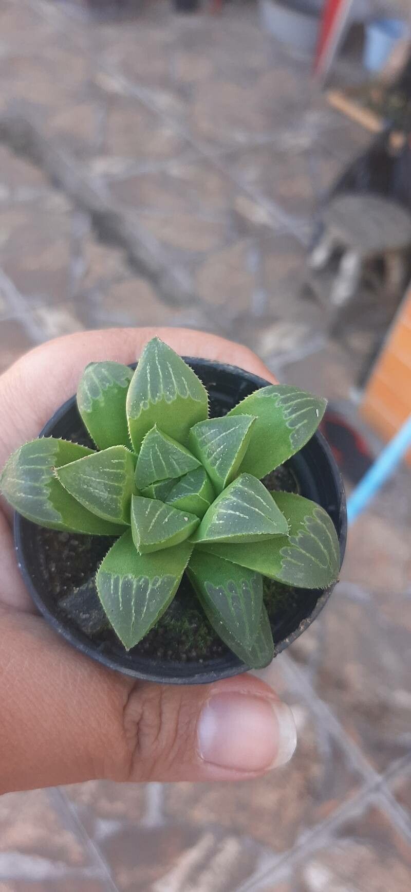 Haworthia mirabilis flower
