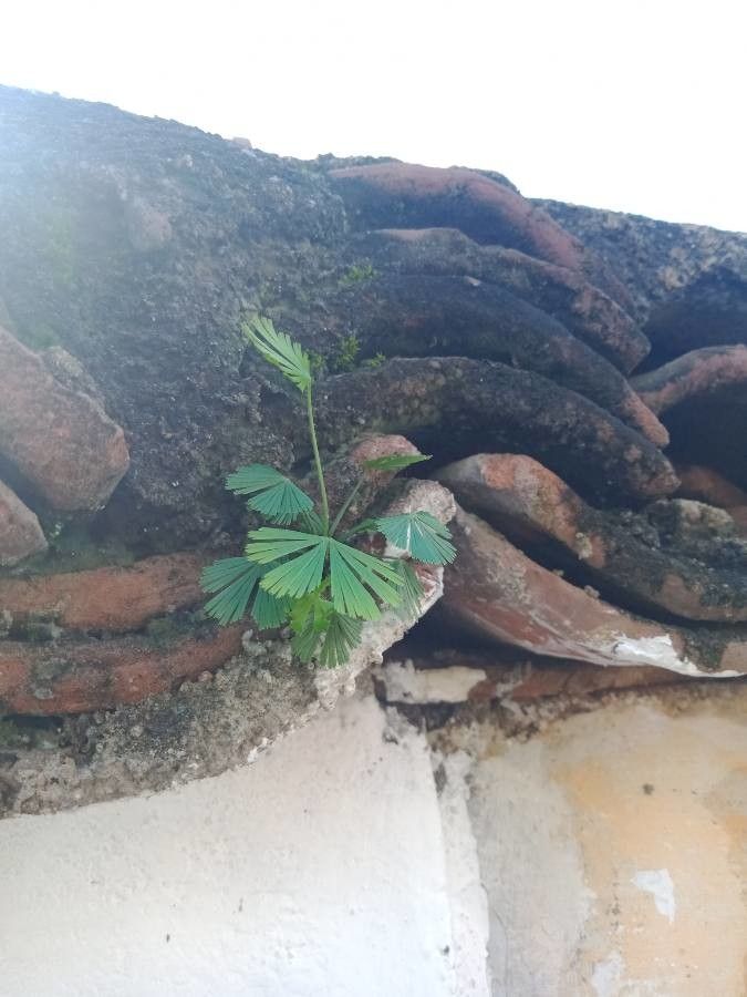 Actiniopteris radiata leaf