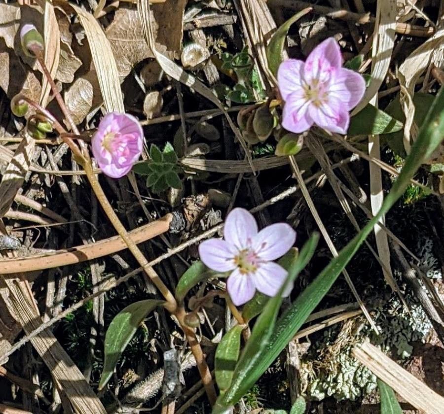 Claytonia rosea flower