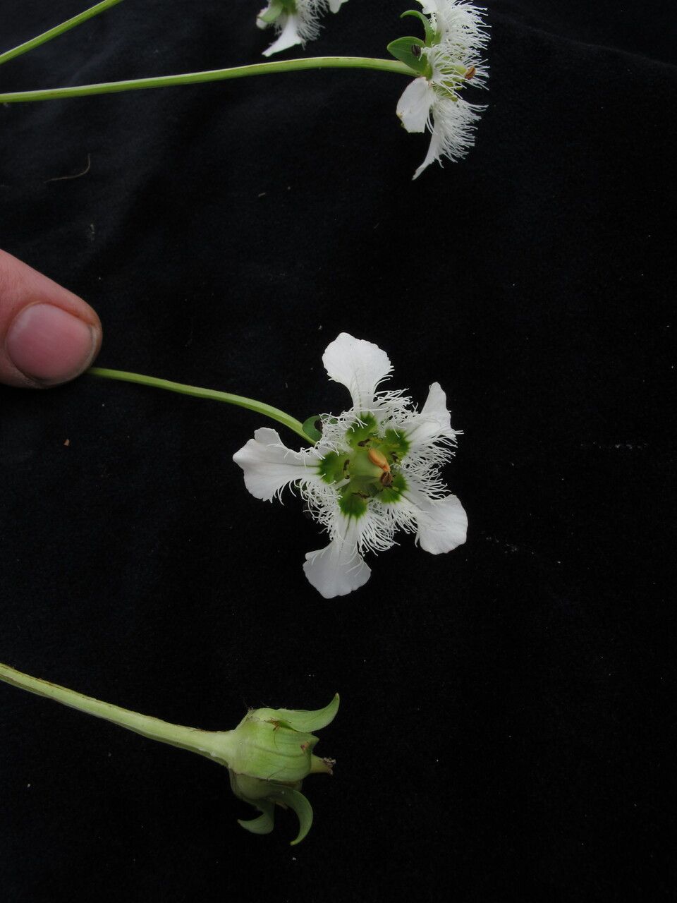 Parnassia wightiana other