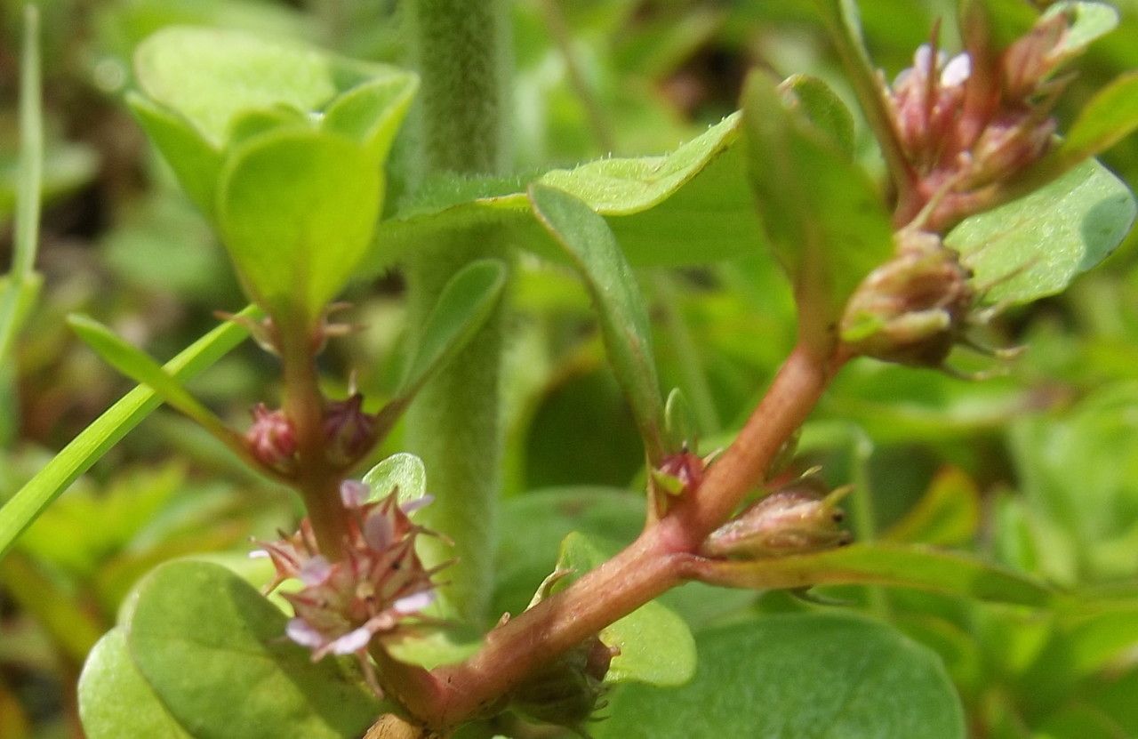 Lythrum portula fruit
