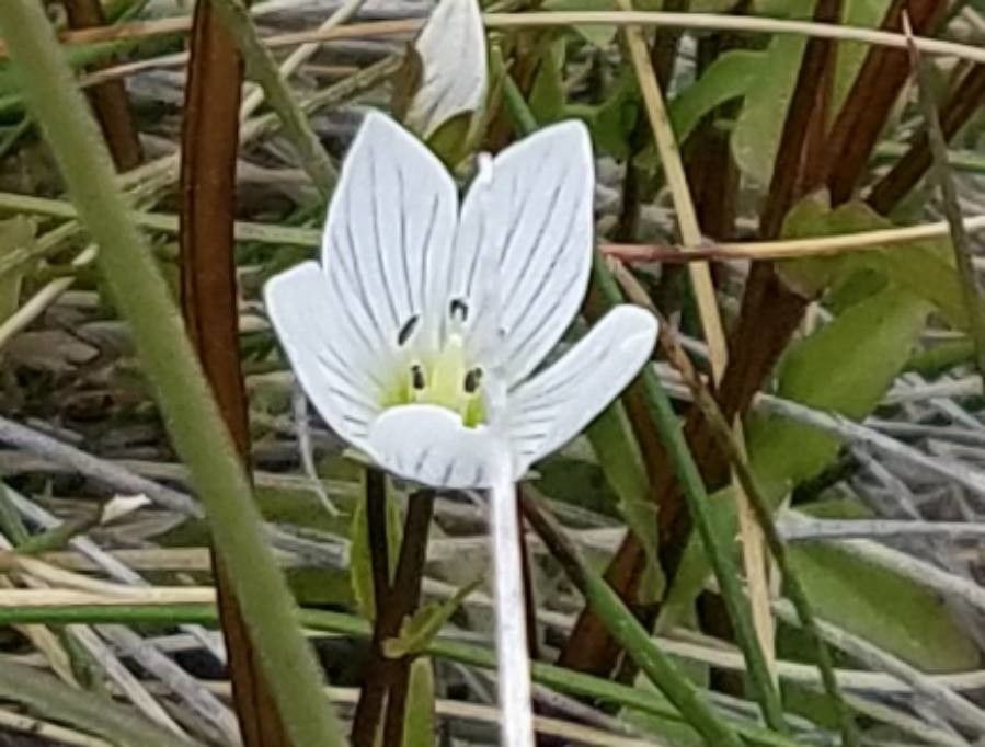 Gentianella diemensis — search result for 'Gentianella'